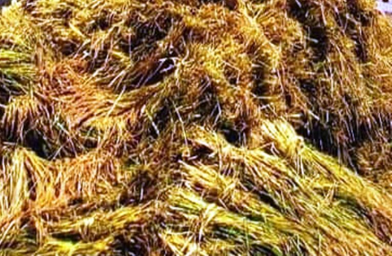 ലക്ഷ്മീസാന്നിധ്യത്തിന്‍റെ ഇല്ലം നിറ